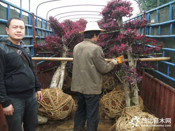 造型红花继木