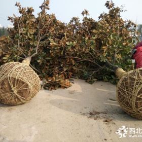 广玉兰树价格 12公分广玉兰多少钱一棵