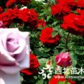 薔薇批發(fā)基地 薔薇花色好看 薔薇大量出售