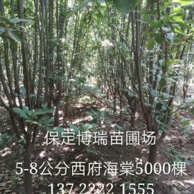 6公分西府海棠，8公分金叶白蜡，五角枫基地