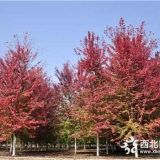 8,10,11,12公分美國紅楓大行大市紅楓多少錢報價