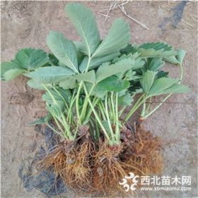 红颜草莓苗价格多少  3公分苗木出售