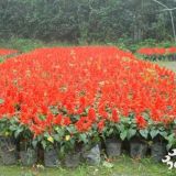 國慶節(jié)一串紅 一串紅大量供應(yīng)基地