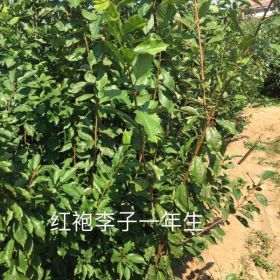 紅袍李子，果實(shí)大小均勻，單果重200克，每畝栽植大概200棵