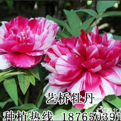 菏澤牡丹牡丹苗種植基地品種齊全