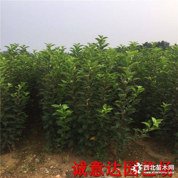 煙福10號蘋果樹