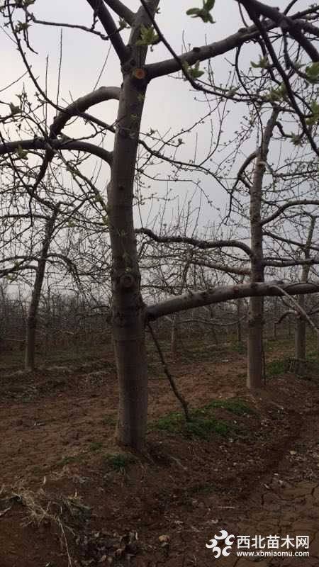 苹果树