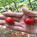 紅南陽(yáng)櫻桃苗基地批發(fā)價(jià)格