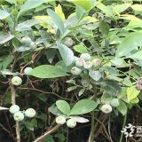 藍莓苗好  藍莓樹苗小苗