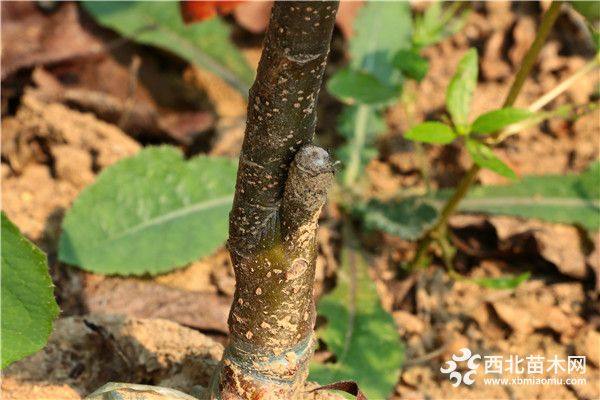 粉红香蜜梨树苗