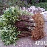 供應(yīng)一到兩年花椒苗