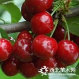 供應(yīng)一年櫻桃苗2年櫻桃苗