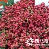 花椒苗，花椒苗价格 花椒苗用途