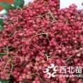 花椒苗，花椒苗價格 花椒苗用途