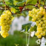 遼寧陽(yáng)光玫瑰葡萄苗2018秋季預(yù)定