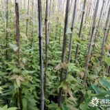 长期供应油麻藤 成都油麻藤小苗出售 爬墙的植物