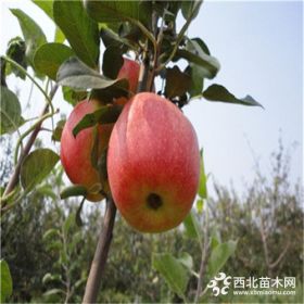 苹果苗品种 长富果苗