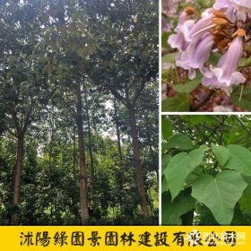 紫花泡桐价格 沭阳绿园景紫花泡桐苗木基地图片