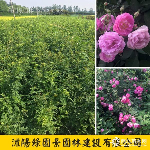 藤本蔷薇 白花蔷薇 (1)