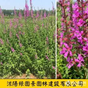 綠園景千屈菜基地 千屈菜價格圖片 沭陽綠化苗木基地