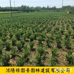 卫矛、卫矛球基地_价格_图片 沭阳绿化苗木基地