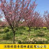 樱花、日本樱花价格_沭阳绿园景日本樱花苗木基地图片