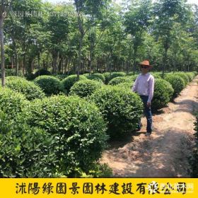 綠園景水蠟球基地 水蠟球價格圖片 沭陽綠化苗木基地