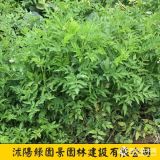 水芹價(jià)格 沭陽(yáng)綠園景水芹苗木基地圖片