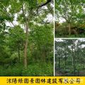 綠園景無患子基地 無患子價(jià)格圖片 沭陽綠化苗木基地