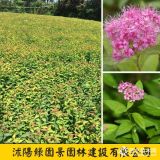 紅花繡線菊價(jià)格_圖片_基地 沭陽綠園景園林苗木基地