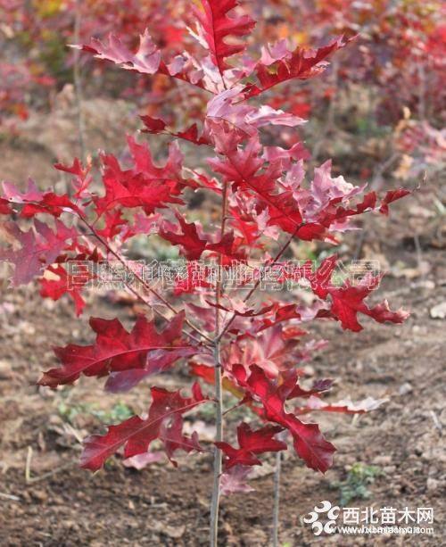 北美紅櫟