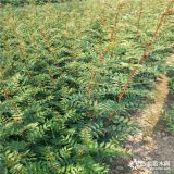 一株花椒苗价格 一年花椒苗价格 一公分花椒苗价格