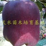 花牛蘋果樹苗什么價格 當(dāng)年嫁接花牛蘋果樹小苗多少錢一棵花牛