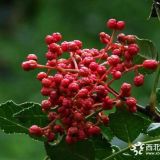 大紅袍花椒苗，50公分高，80公分高，1米花椒苗