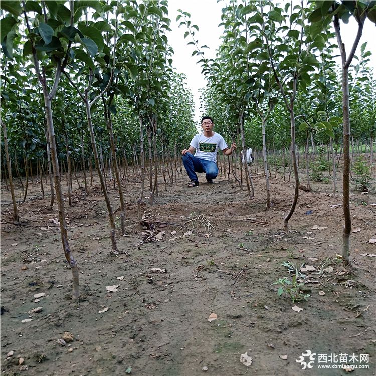 梨树苗基地，梨树苗订购，红梨树苗多少钱