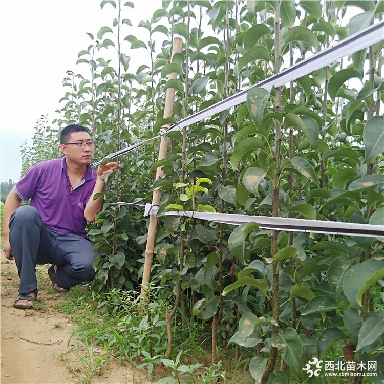 梨树苗基地，梨树苗订购，红梨树苗多少钱