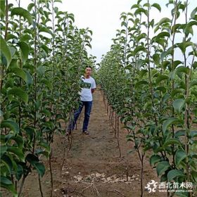 梨樹(shù)苗出售 紅香酥梨樹(shù)苗品種 專業(yè)梨樹(shù)苗訂購(gòu)