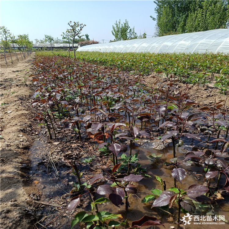 梨树苗基地，梨树苗新品种图片，梨树苗报价