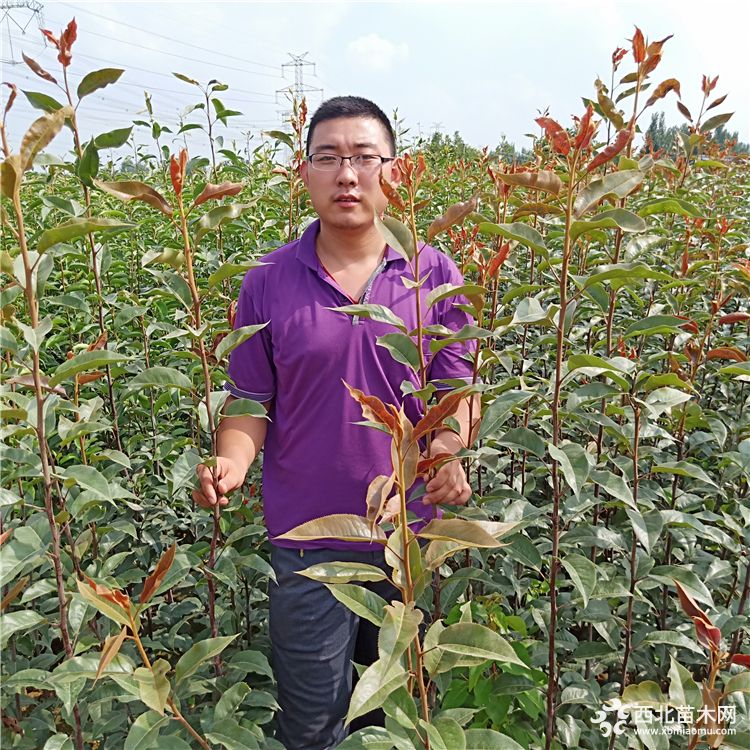 梨树苗批发价格，梨树苗供应商，专业梨树苗商家