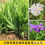 H15~40公分蝴蝶蘭價(jià)格 基地圖片 沭陽綠園景苗圃直銷