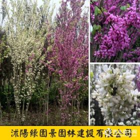 H1~5米紫荆价格 基地图片 沭阳绿园景苗圃直销