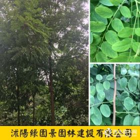 米径6~12公分香花槐价格 基地图片 沭阳绿园景苗圃直销