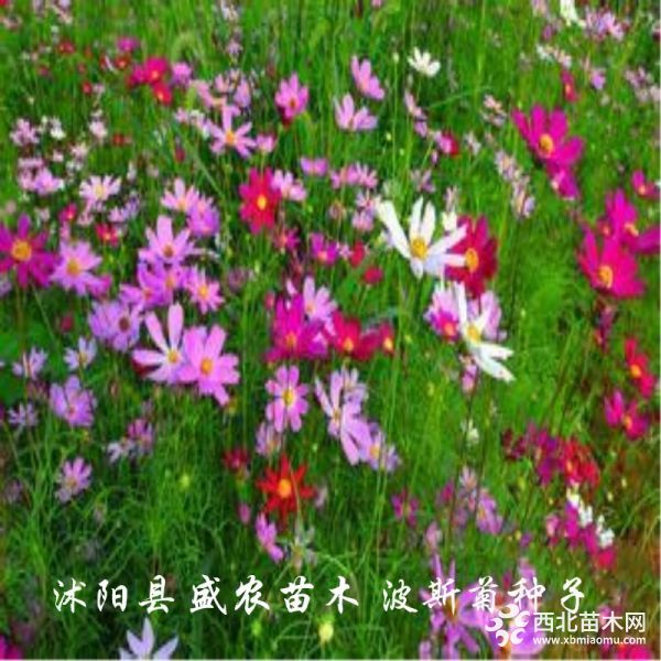 波斯菊1