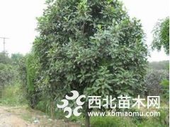 中华石楠树价格，丛生中华石楠树价格，石楠树价格产地