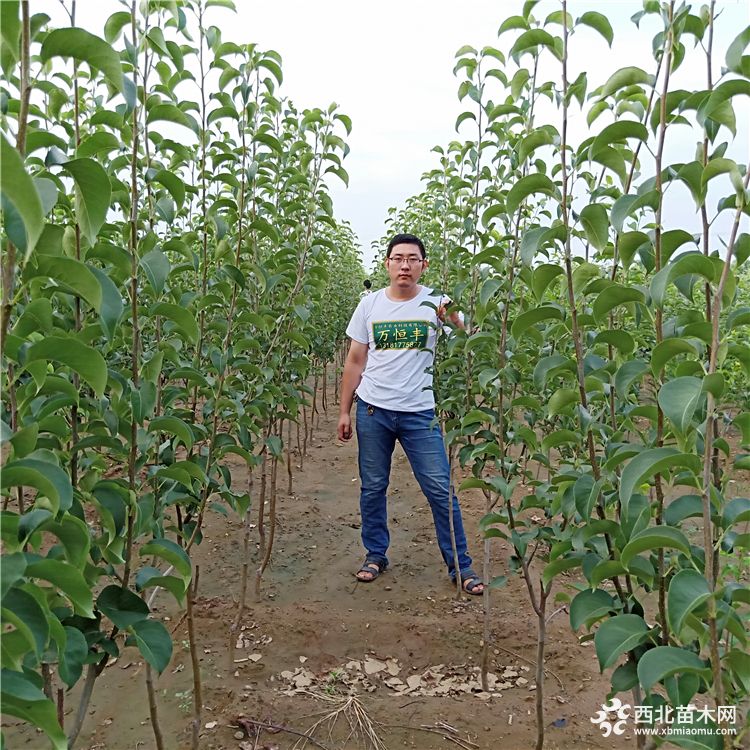 梨树苗批发价格，泰安梨树苗价格，梨树苗基地