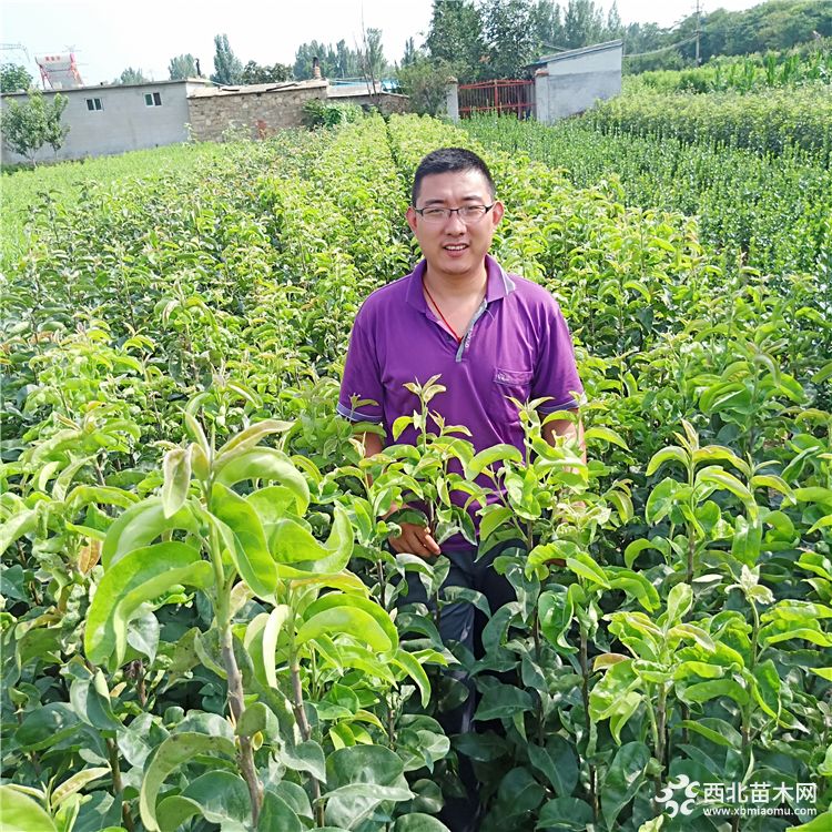 梨树苗批发，梨树苗价格，前景好的梨树苗品种