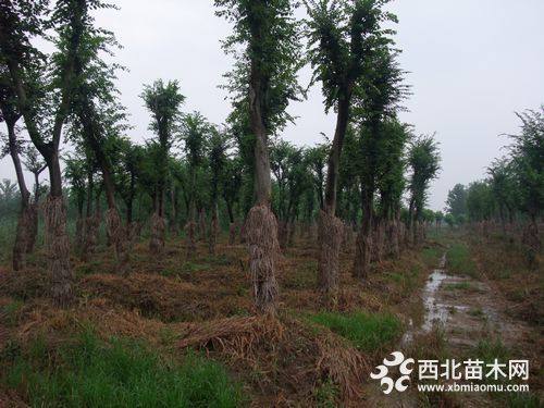 樸樹基地價格