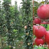 2年生紅蜜脆蘋果苗/矮化蘋果嗎當(dāng)前行情如何？