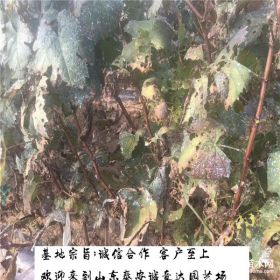 新疆甜蜜蓝宝石葡萄苗基地，甜蜜蓝宝石葡萄苗便宜报价