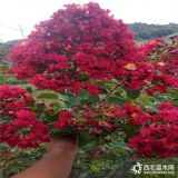 紅火箭紫薇花作為裝飾環(huán)境的觀花樹(shù)